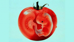 embrioparadicsom_1